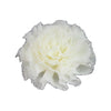 Shabby Puff Chiffon Flower 2.2"