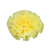 Shabby Puff Chiffon Flower 2.2"